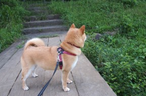 爱游戏网页版-PSG战术缺陷引发媒体热议，ps4战术游戏