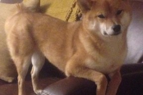 AYX官网-三分球比拼谁是投射团队天花板，三分球合集