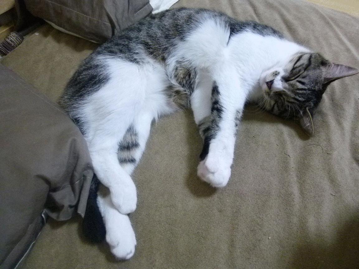 体育新闻中心打造数字体育内容安全实验室,数字体育项目