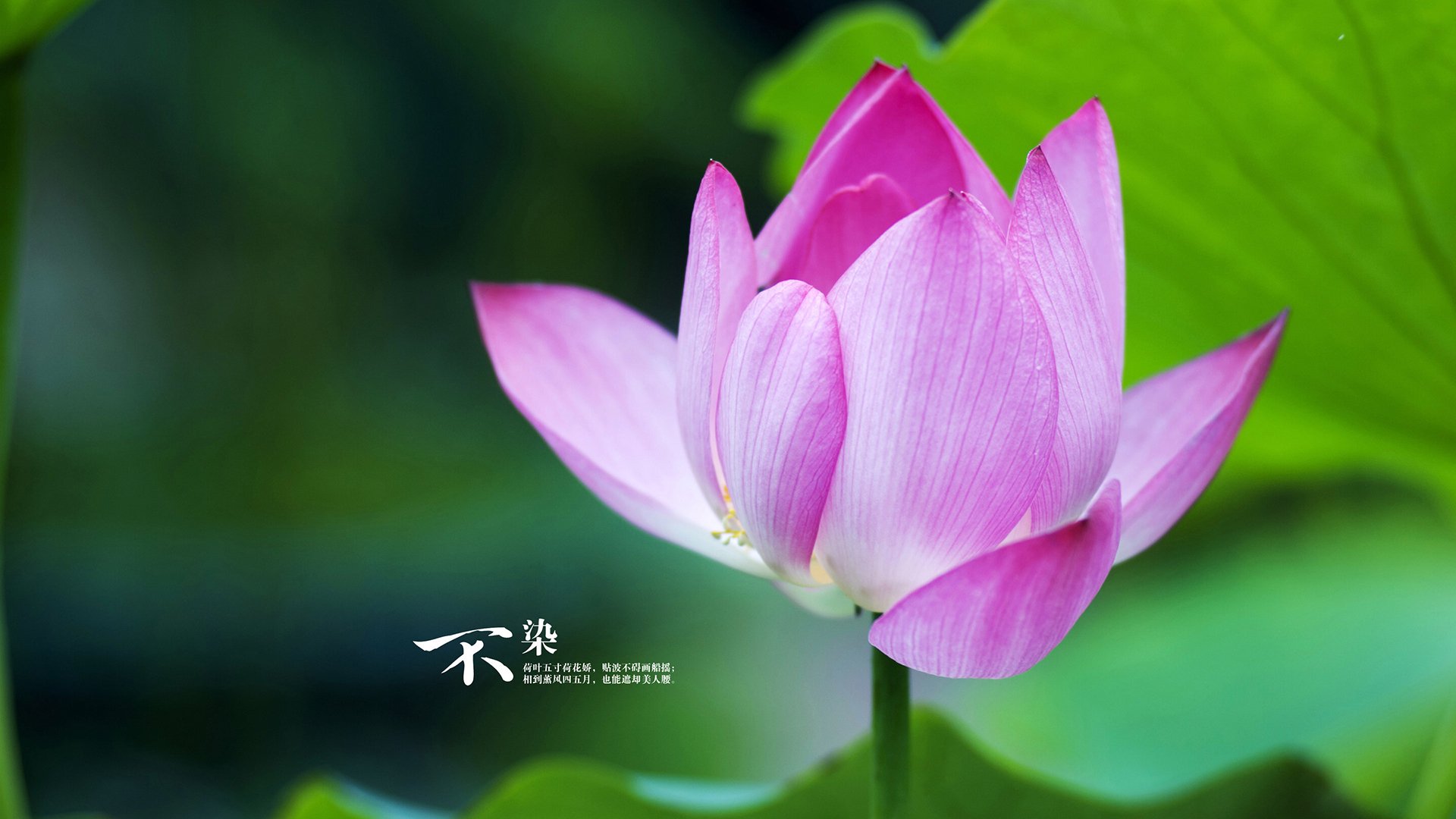 乔纳·隆戈的影响力：改变了世界对橄榄球的观感和期待，乔1伦纳德