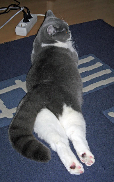 乔纳·隆戈的影响力：改变了世界对橄榄球的观感和期待，乔1伦纳德